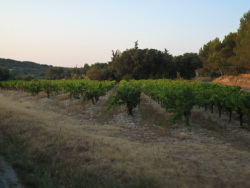 Les vignes un peu avant Chateauneuf