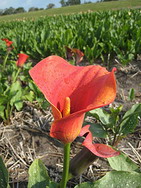 La saison des tulipes est passe depuis longtemps, mais il reste quelques arums colors