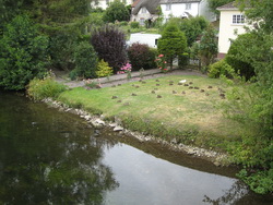 Les canards se reposent le long de l'Avon
