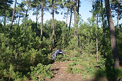 Premier bivouac au milieu des pins