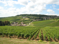 Enfin des vignes en Bourgogne