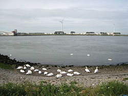 Les cygnes se plaisent le long du canal de Rotterdam