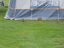 Les petits lapins du camping