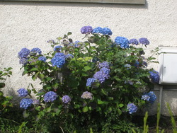 Hortensias bleus